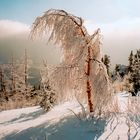 Winter im Riesengebirge