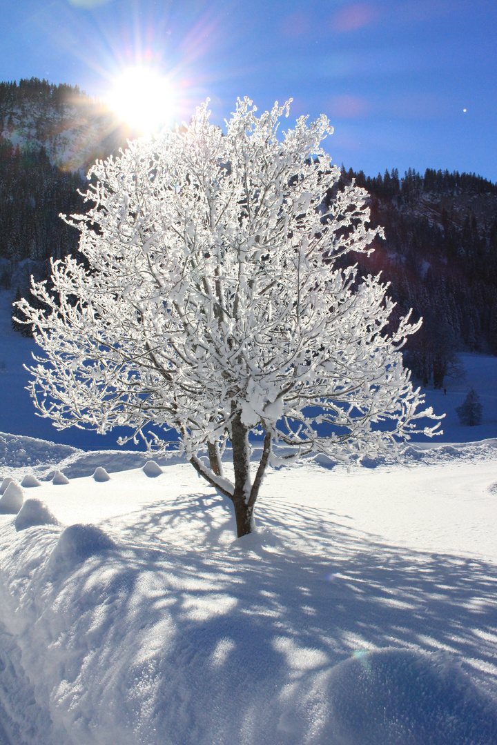 Winter im Rohrmoos II