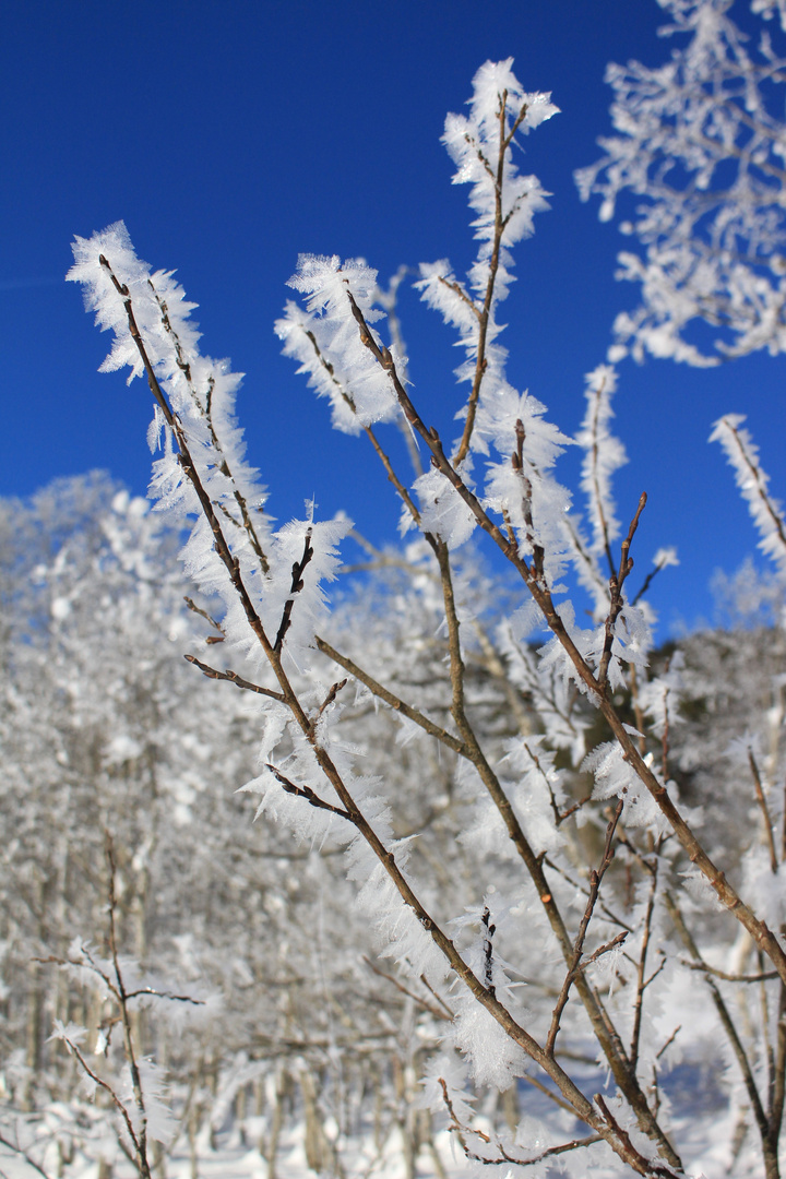 Winter im Rohrmoos IV