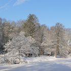 Winter im Rombergpark