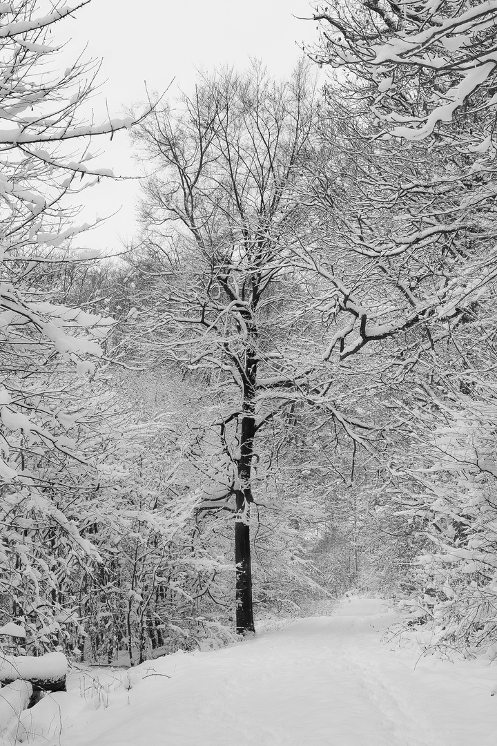 Winter im Rommelhausener Wald 2