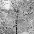 Winter im Rommelhausener Wald 2