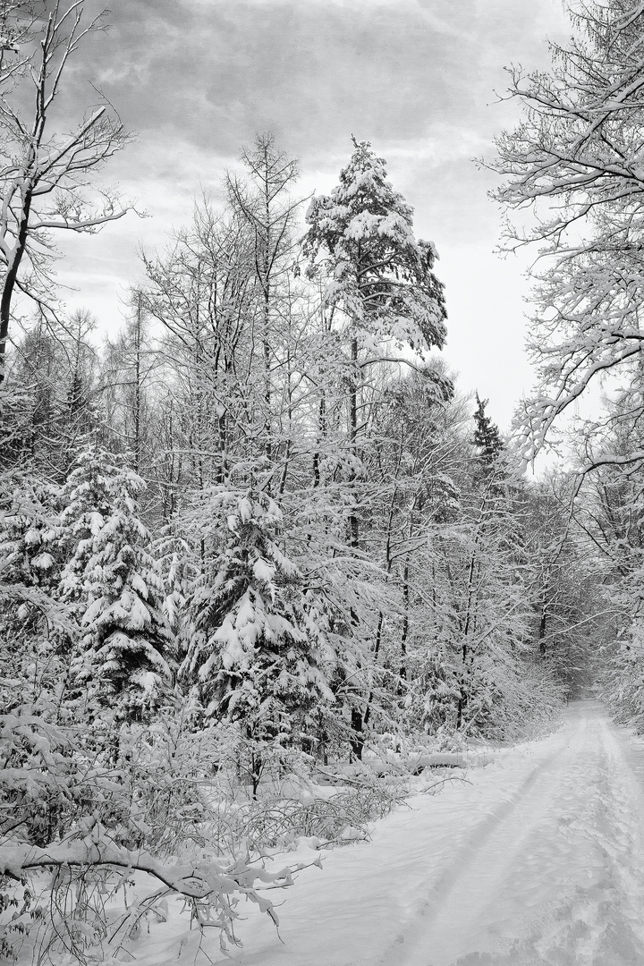 Winter im Rommelhausener Wald