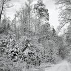 Winter im Rommelhausener Wald