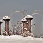 Winter im Rosengarten 2