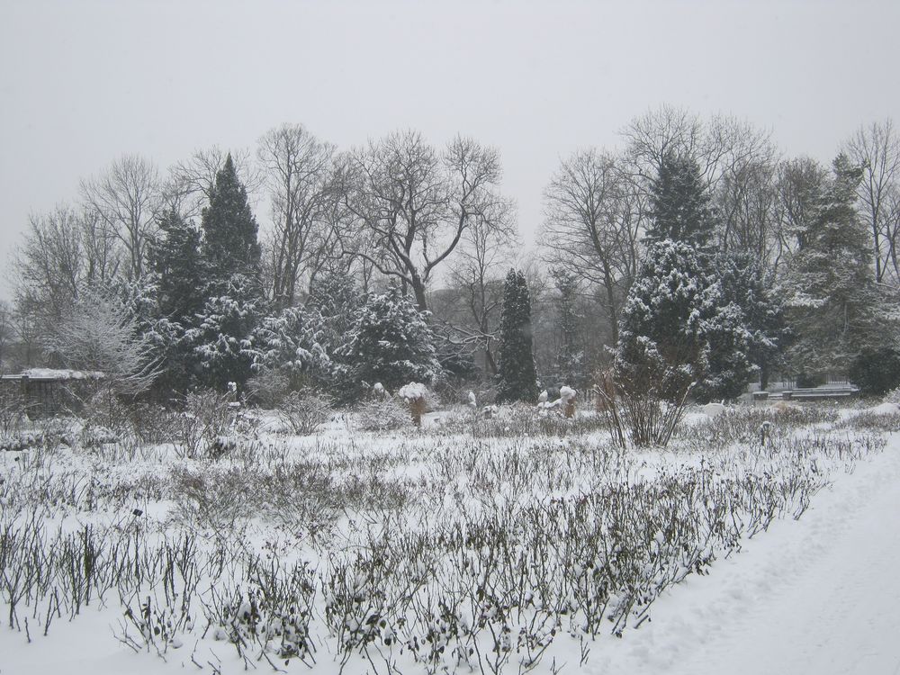 Winter im Rosengarten