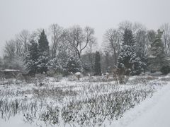 Winter im Rosengarten