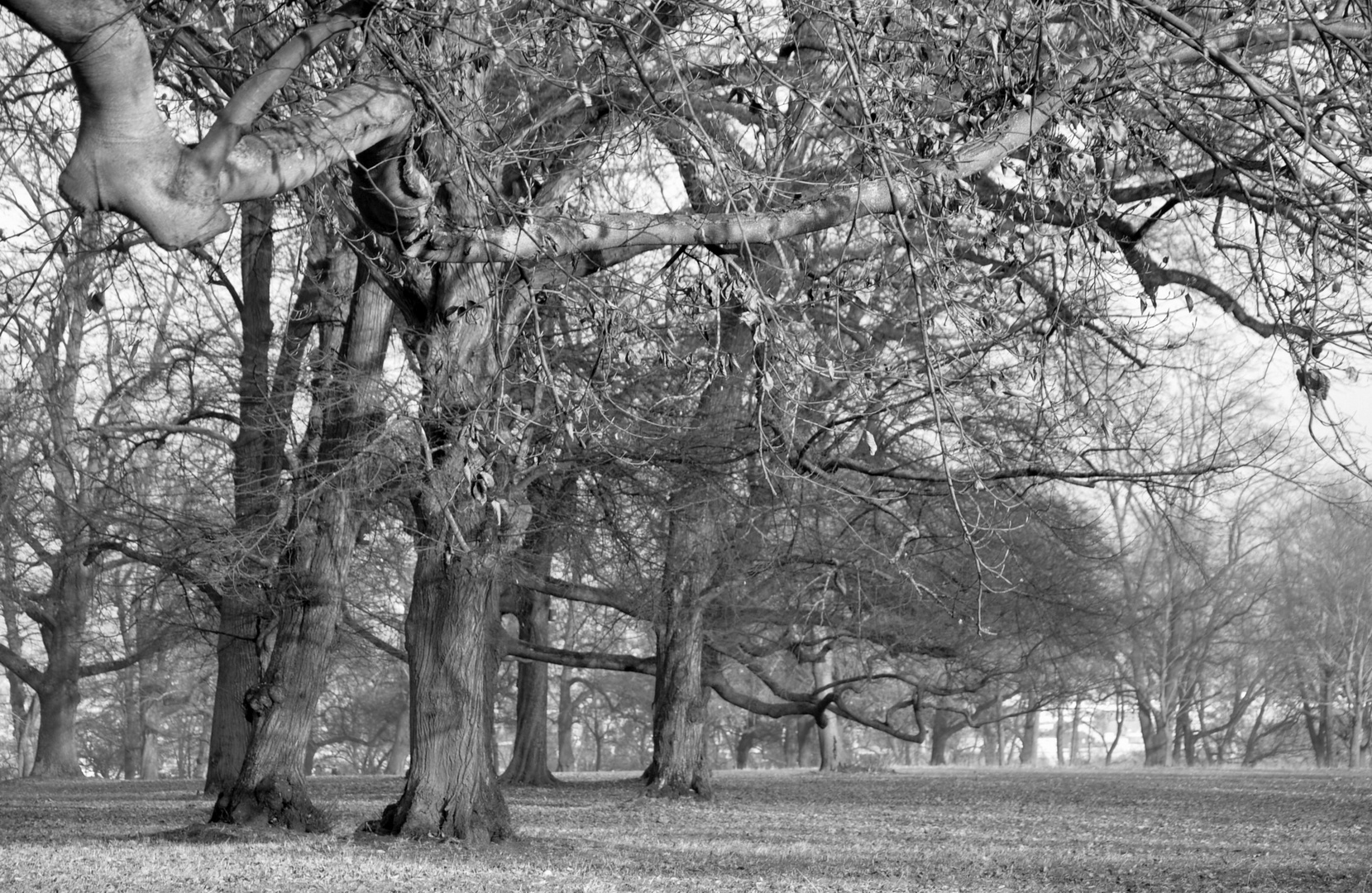 Winter im Rosensteinpark