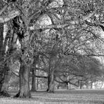 Winter im Rosensteinpark