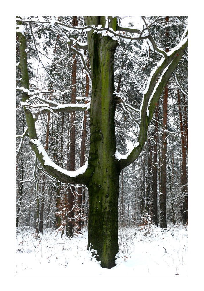 Winter im Rümpfwald