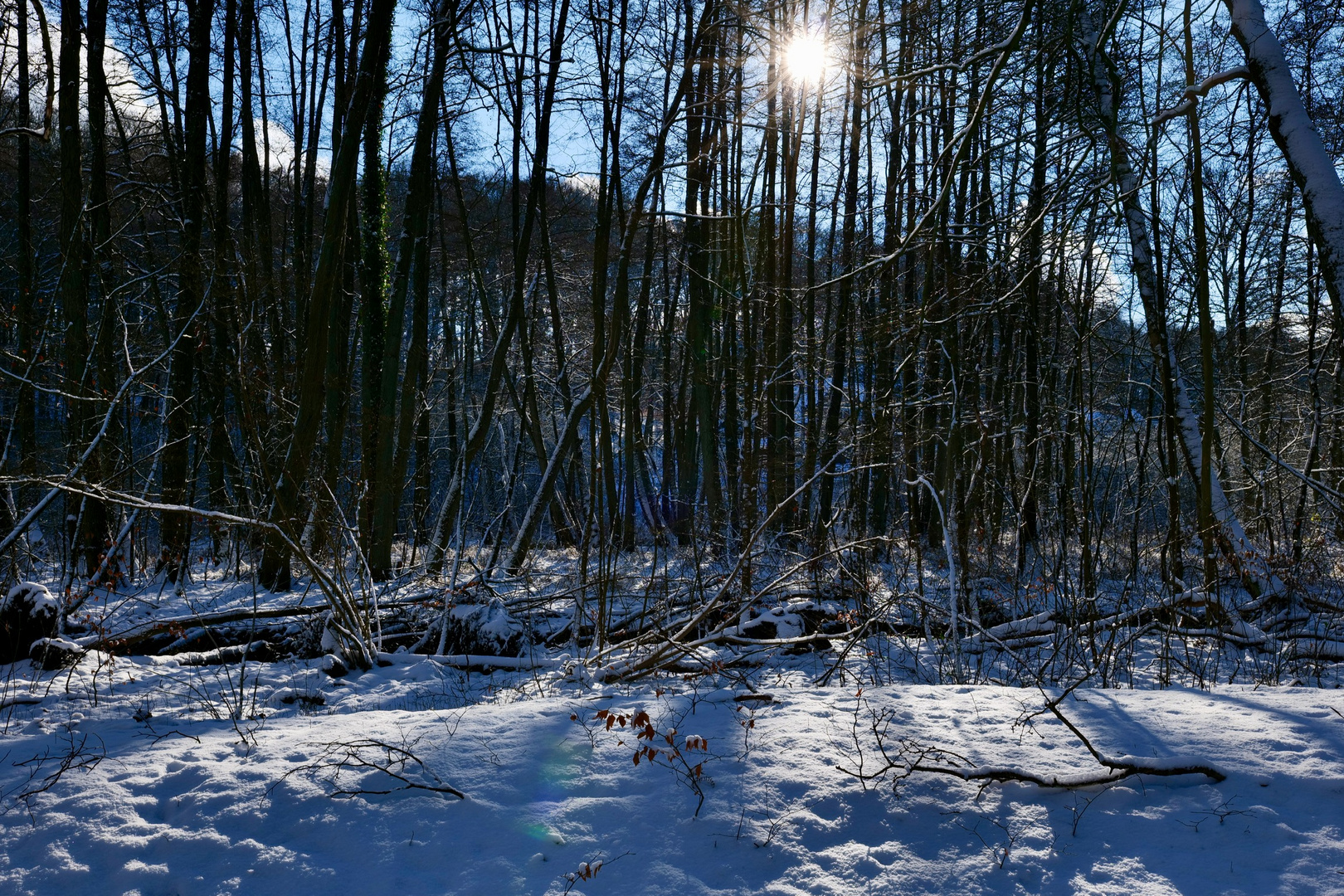 Winter im Sachsenwald/Schleswig-Holstein 