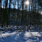 Winter im Sachsenwald/Schleswig-Holstein 