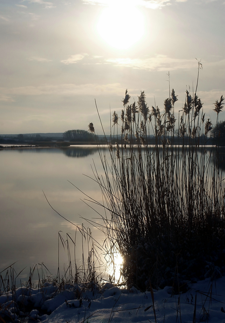 Winter im Schilf