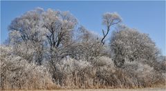 WINTER IM SCHILF