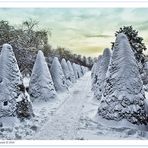 Winter im Schlossgarten