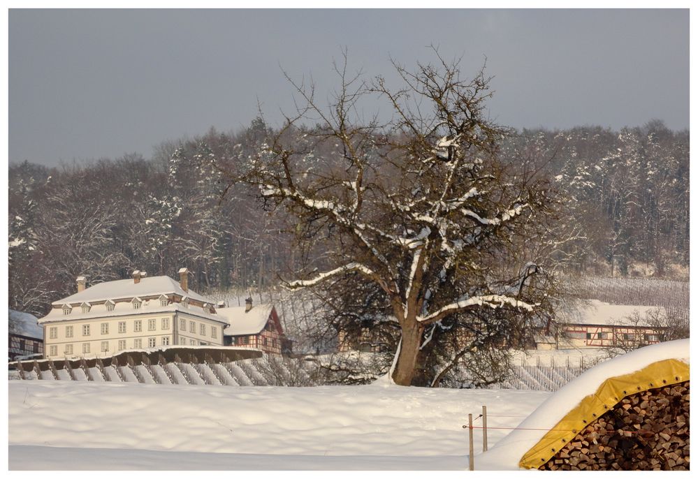 Winter im Schlossgut Bachtobel