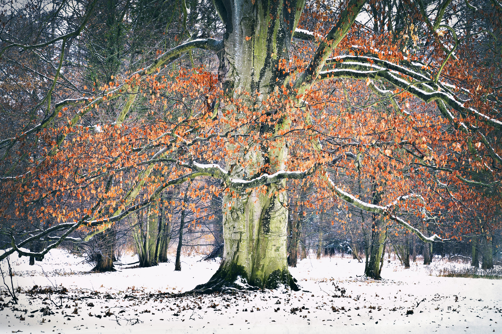 Winter im Schlosspark