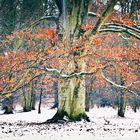 Winter im Schlosspark