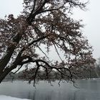 Winter im Schlosspark....