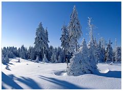Winter im Schneekopfmoor