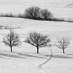 Winter im Schönbuch