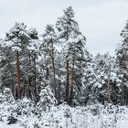 Winter im Schönramer Moos 3