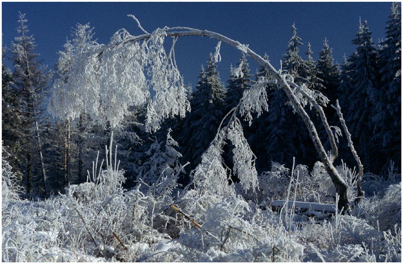 Winter im Schwarzen Moor