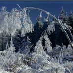 Winter im Schwarzen Moor