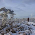 Winter im Schwarzen Moor der Rhön