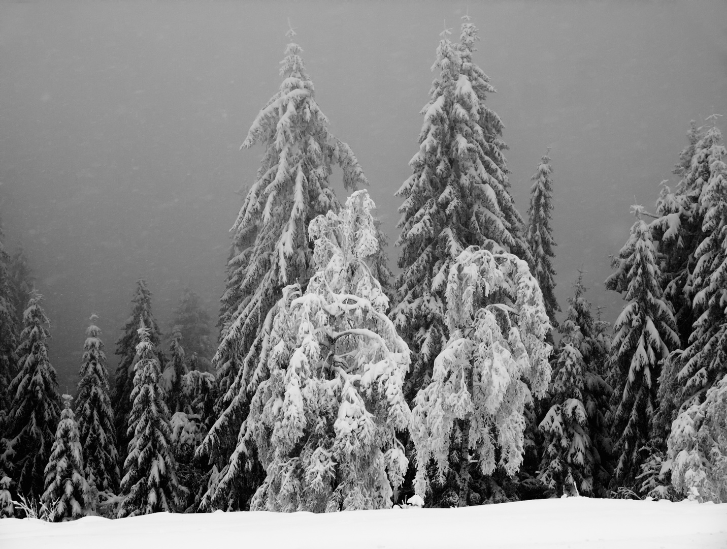 Winter im schwarzen Wald