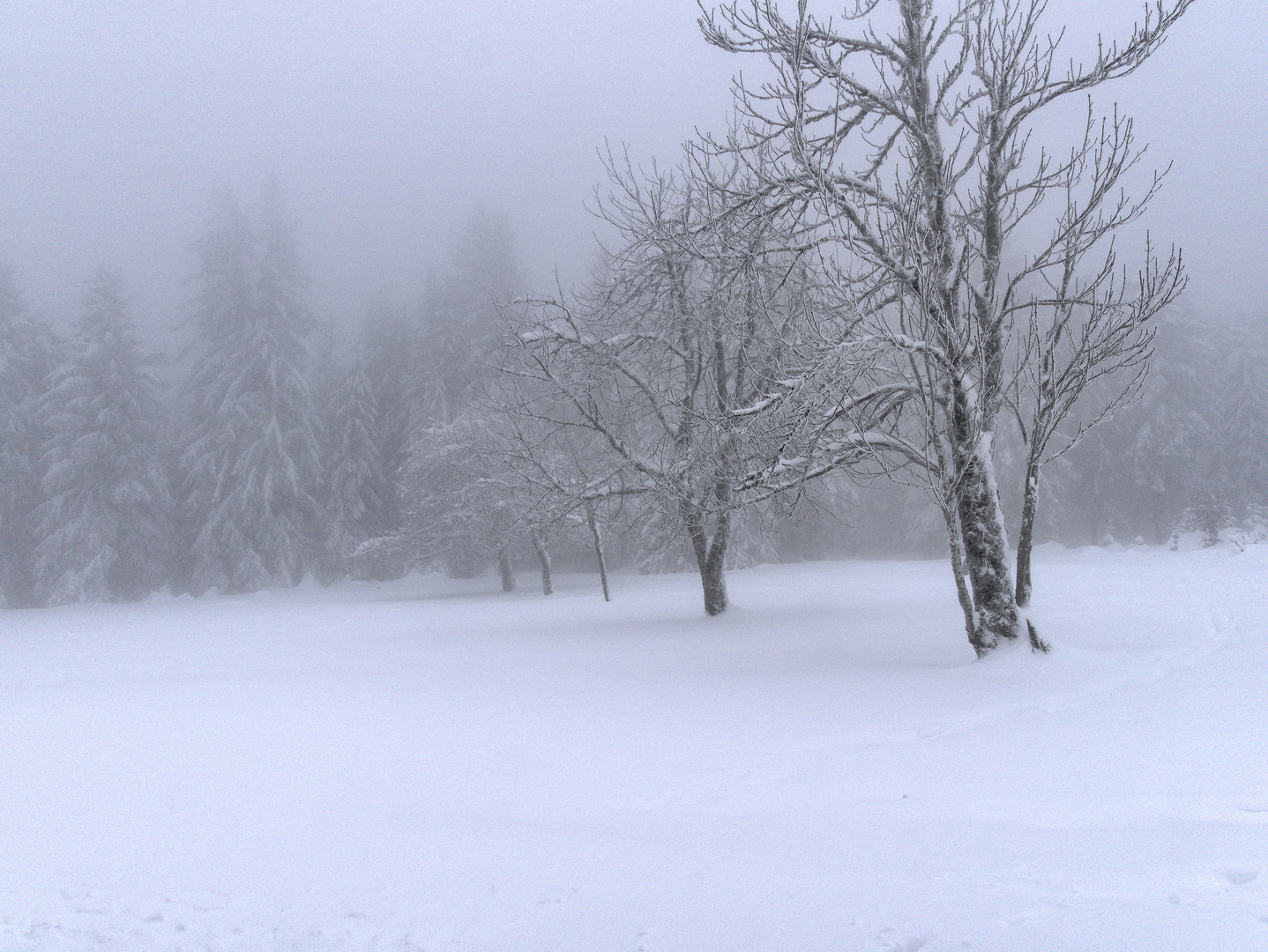 Winter im Schwarzwald - 02