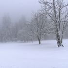 Winter im Schwarzwald - 02