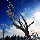 Winter im Schwarzwald 1