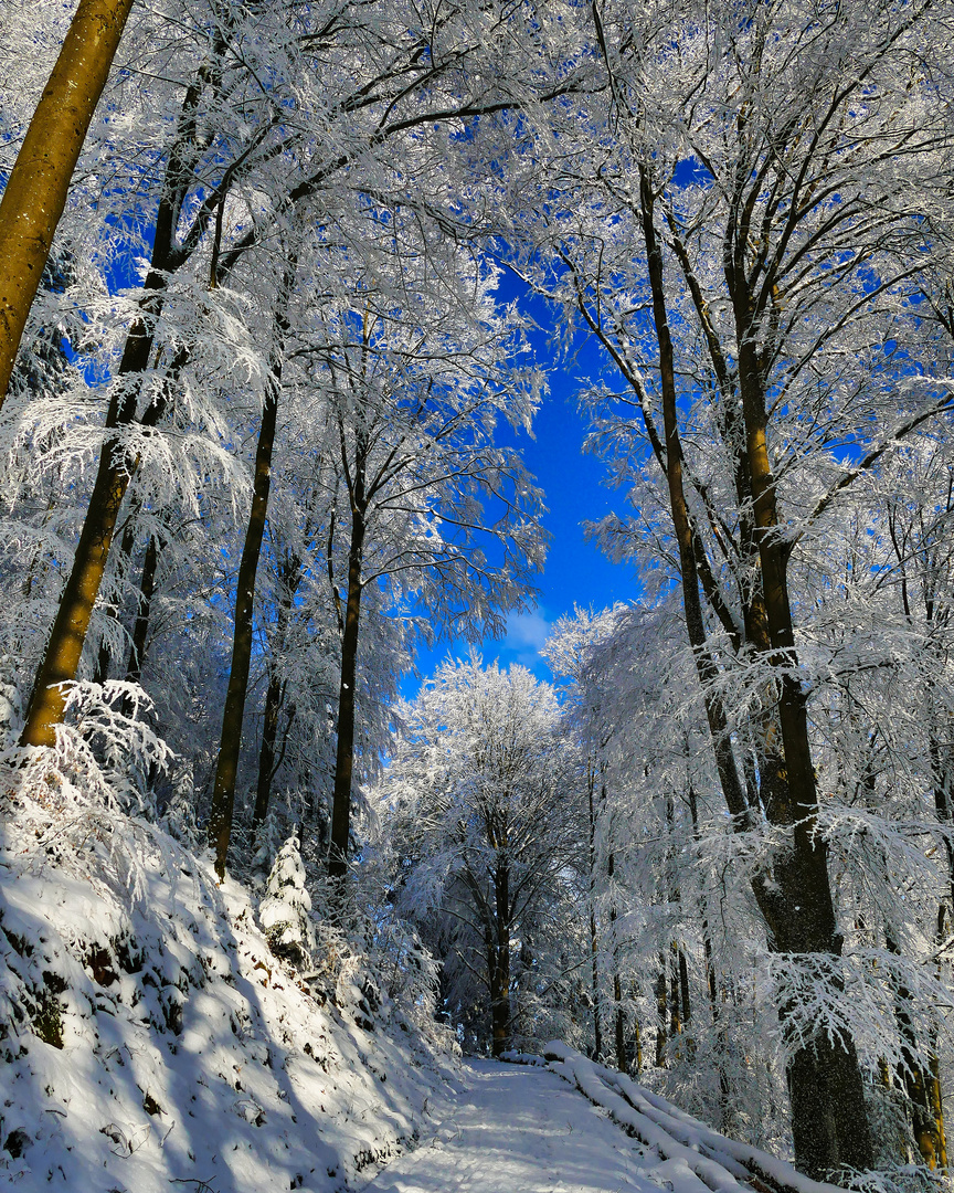 Winter im Schwarzwald 23