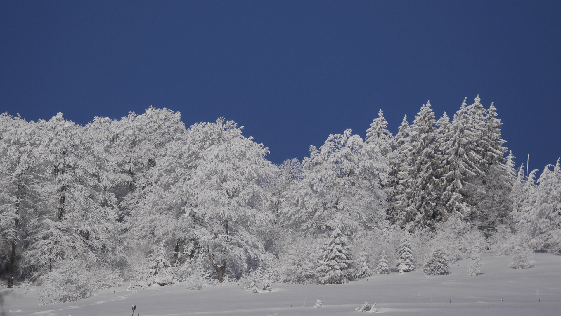 Winter im Schwarzwald 5