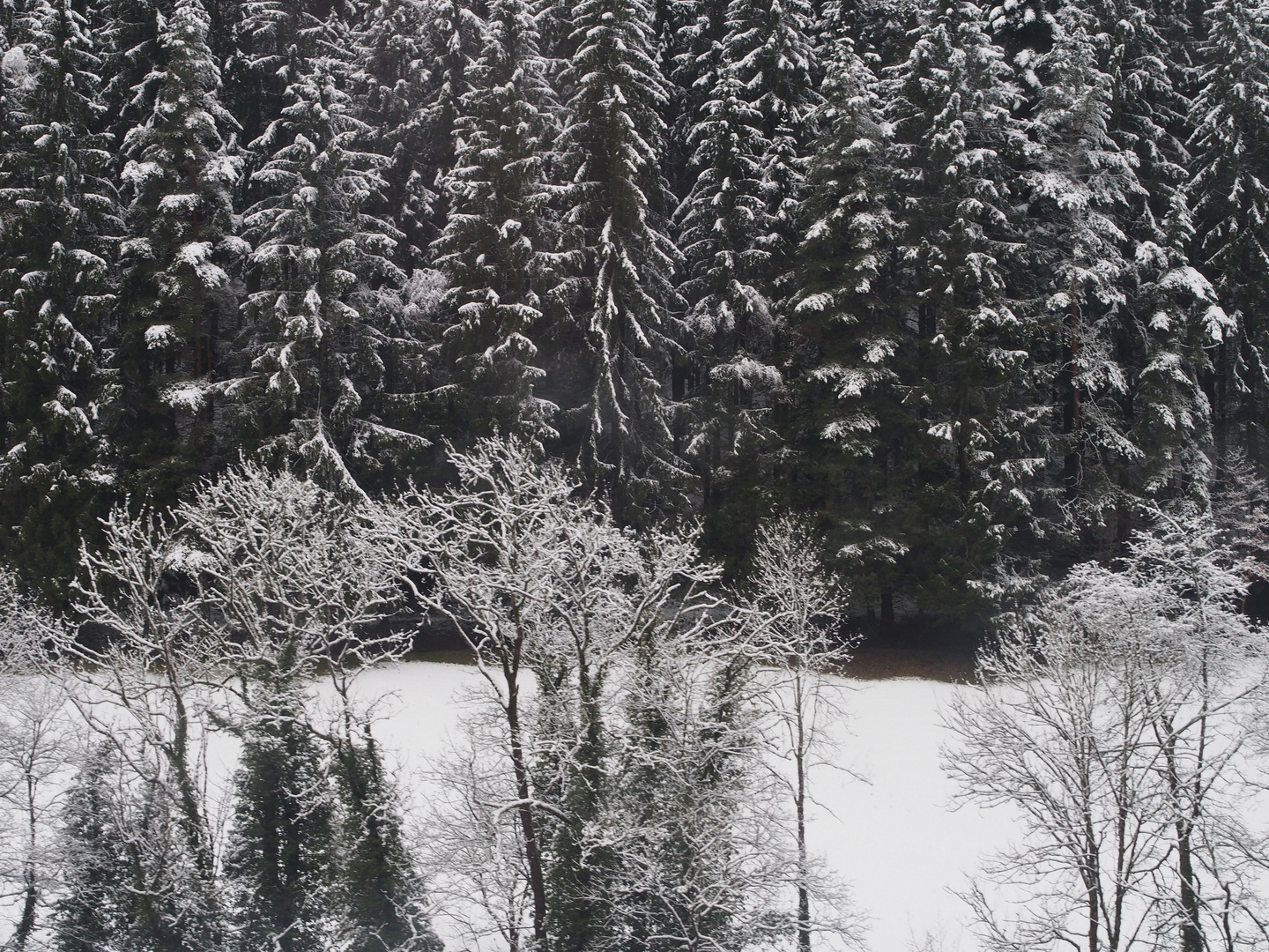 Winter im Schwarzwald 