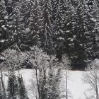 Winter im Schwarzwald 