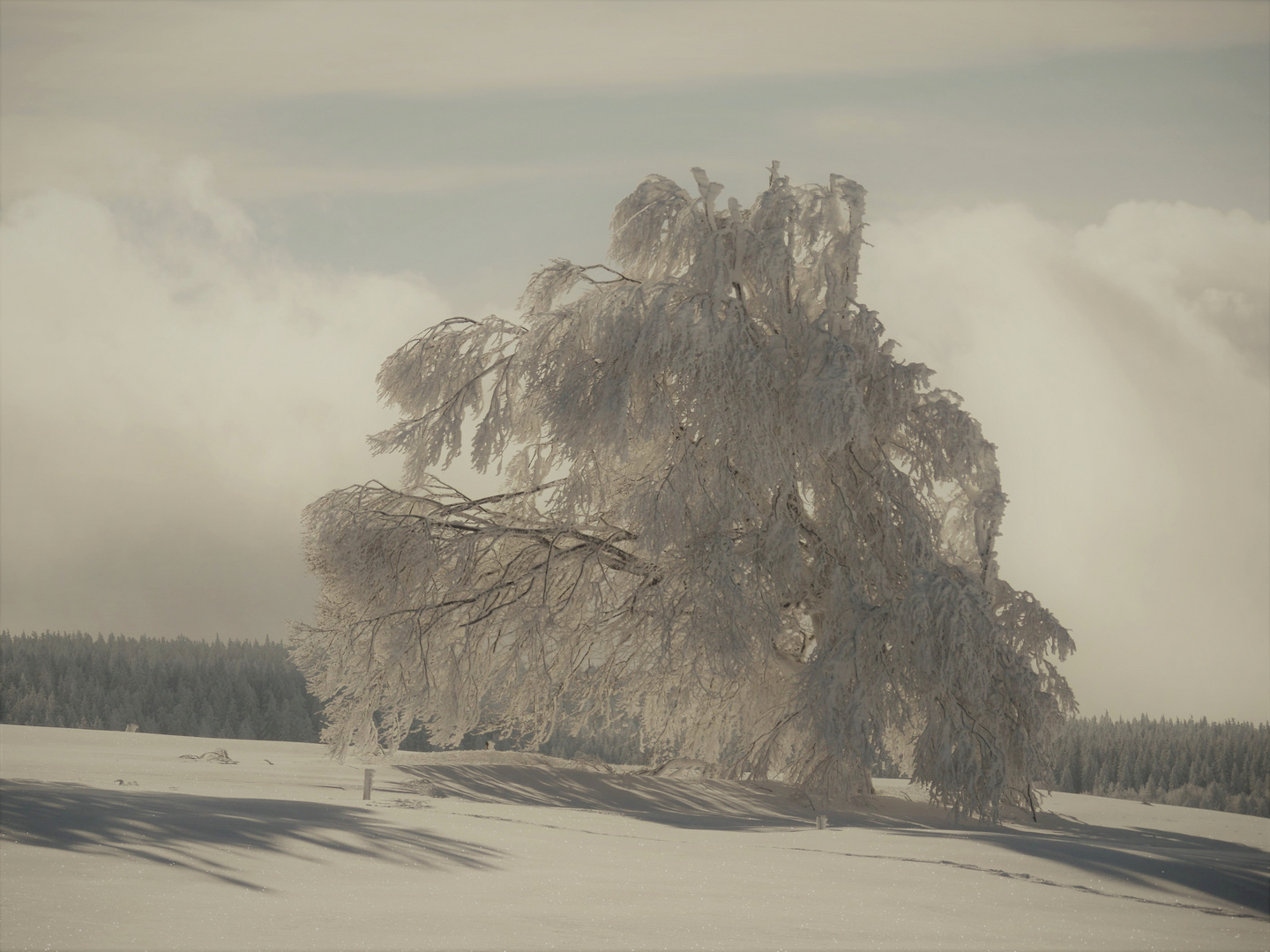 Winter im Schwarzwald 7