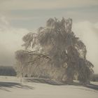 Winter im Schwarzwald 7