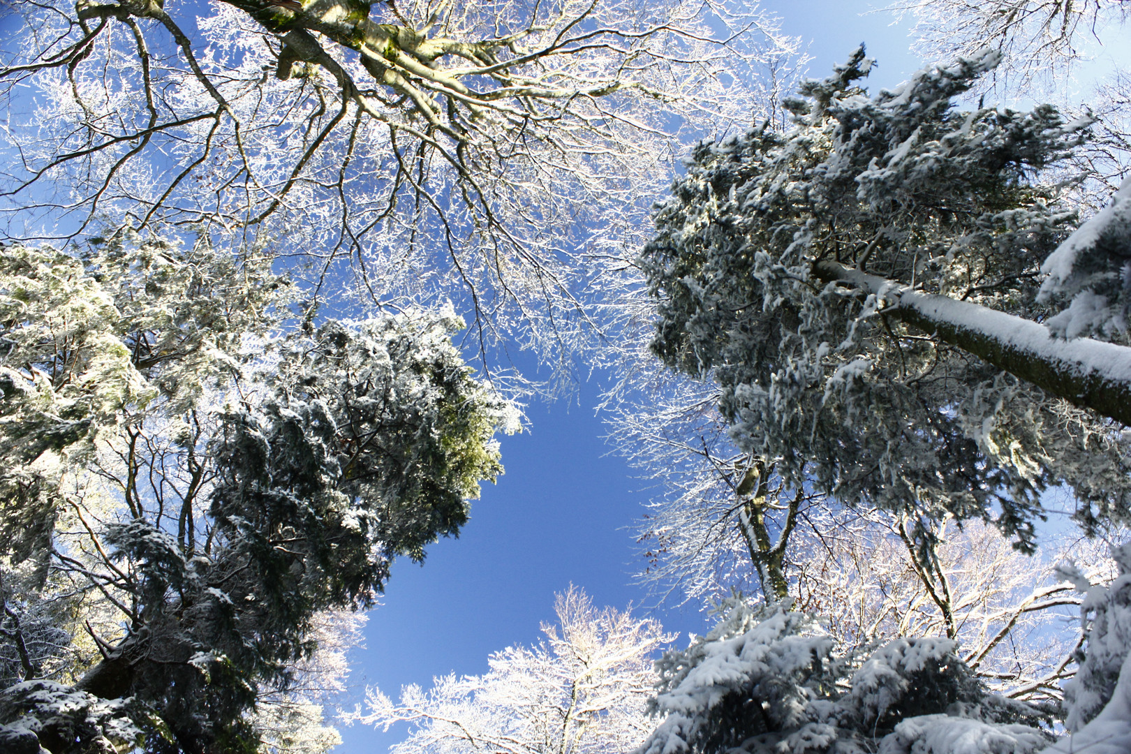 Winter im Schwarzwald