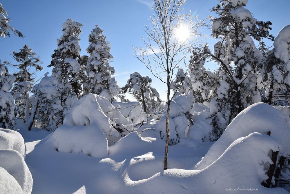 Winter im Schwarzwald