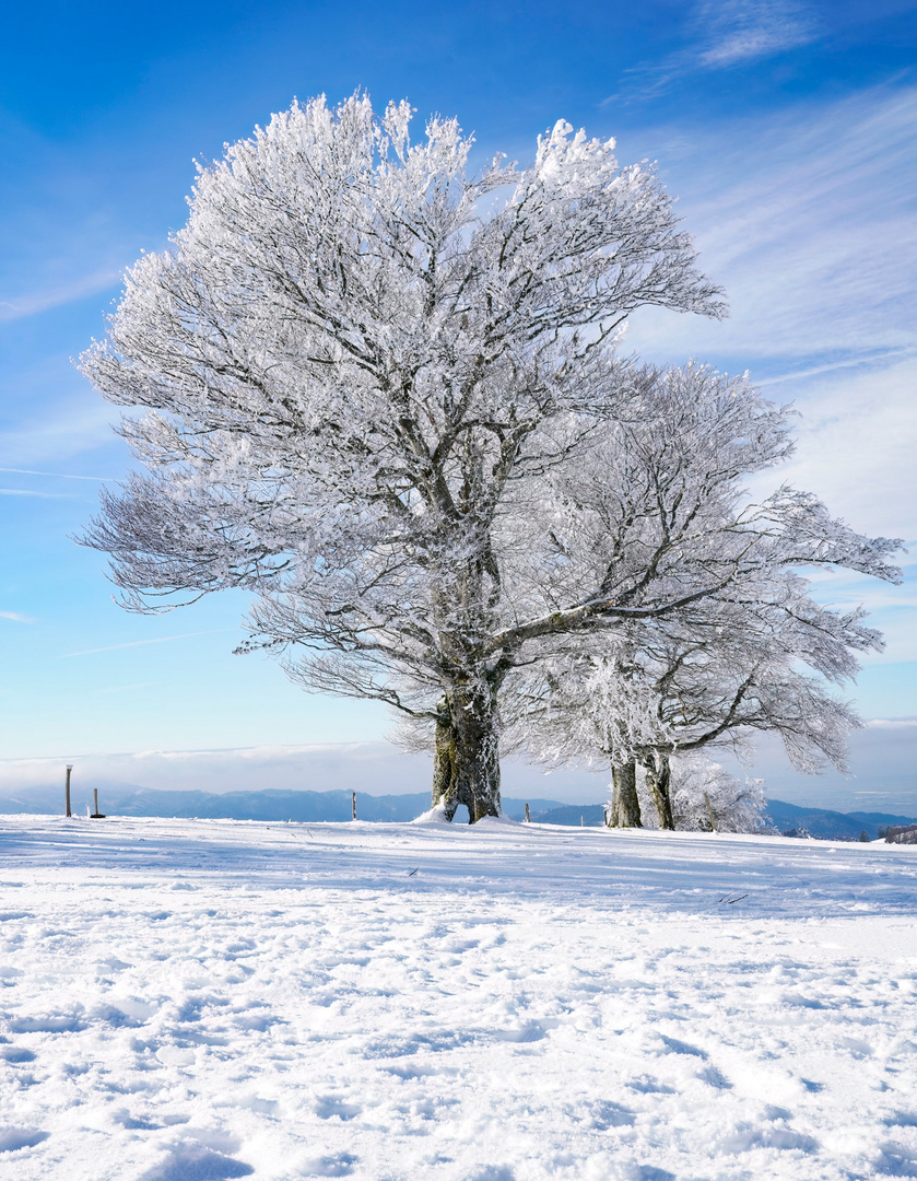 Winter im Schwarzwald