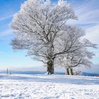 Winter im Schwarzwald