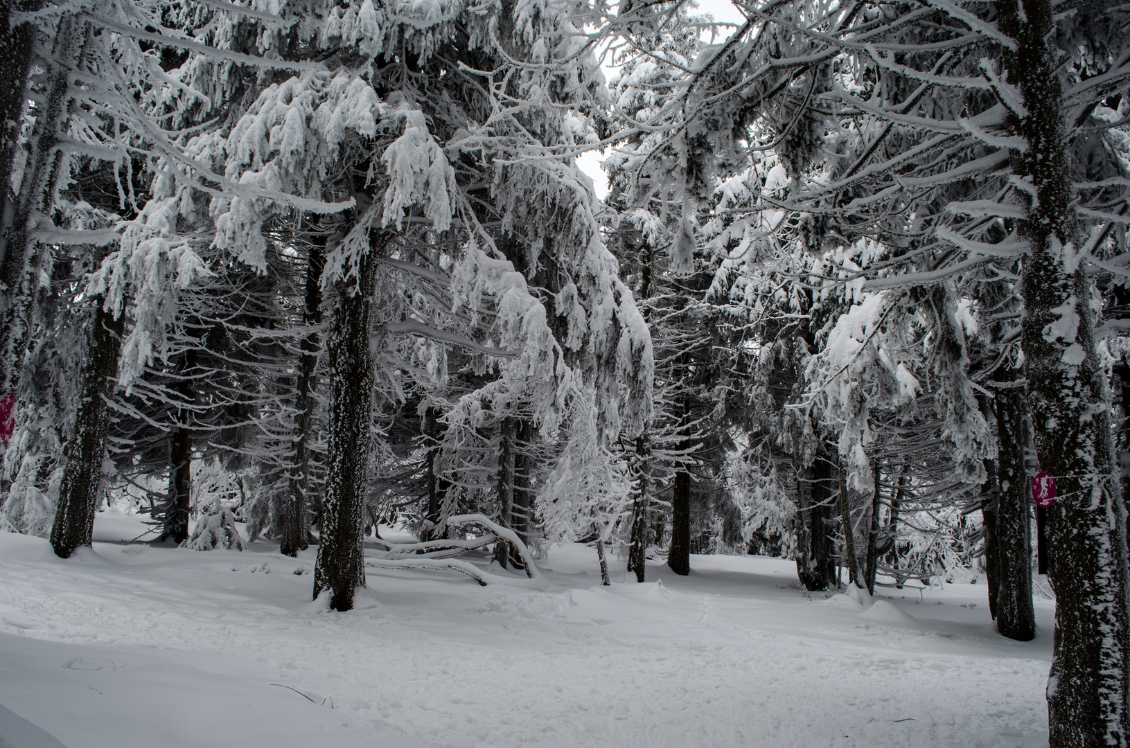 Winter im Schwarzwald