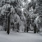 Winter im Schwarzwald