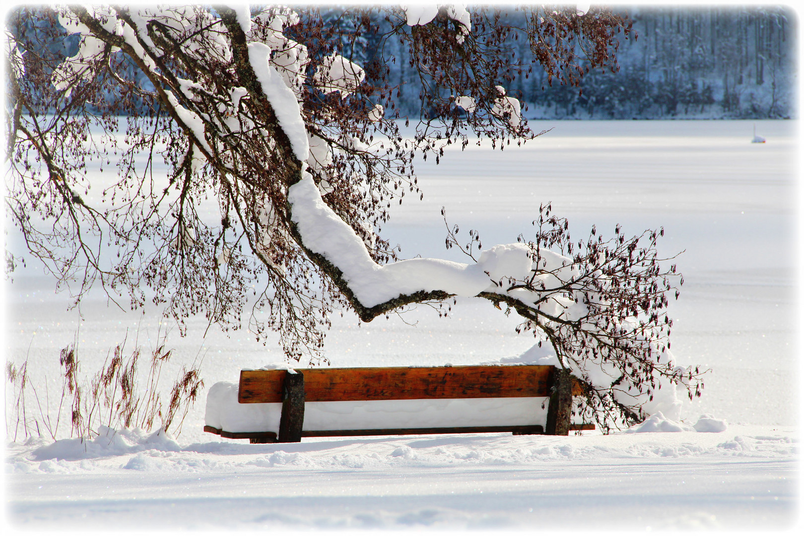 Winter im Schwarzwald III