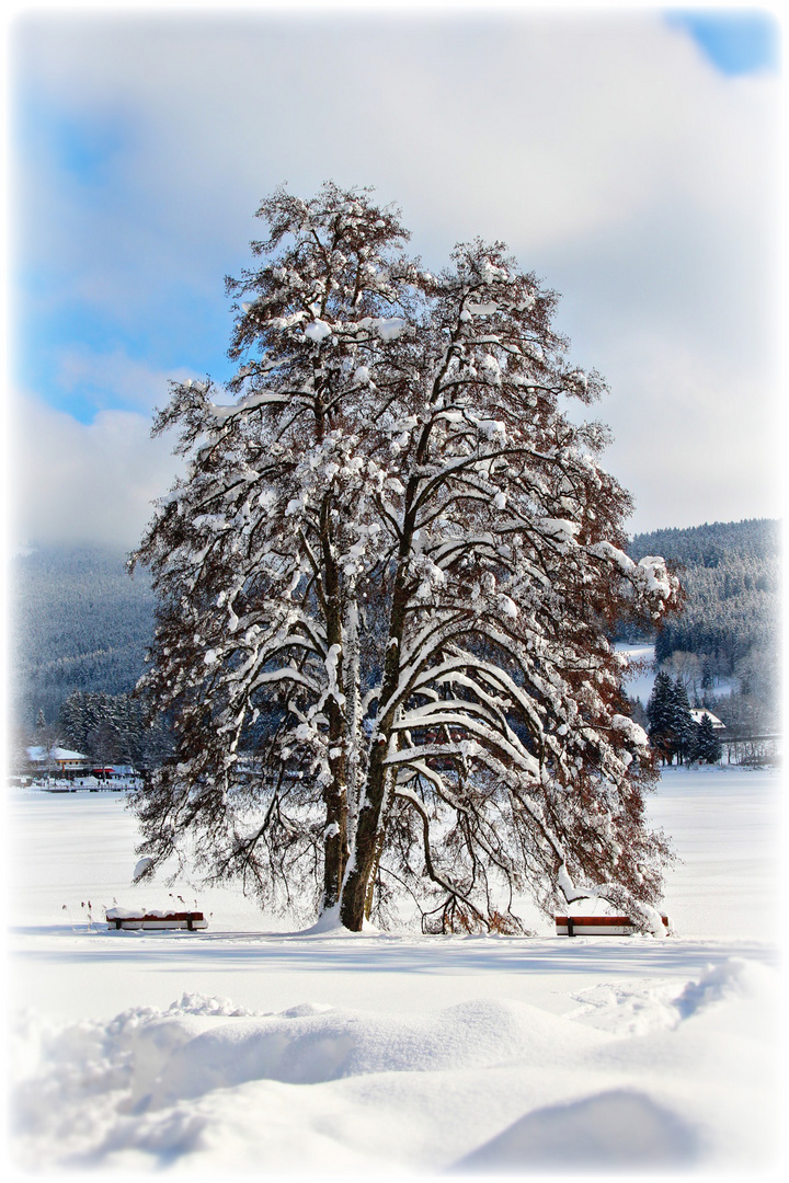 Winter im Schwarzwald IV