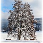 Winter im Schwarzwald IV