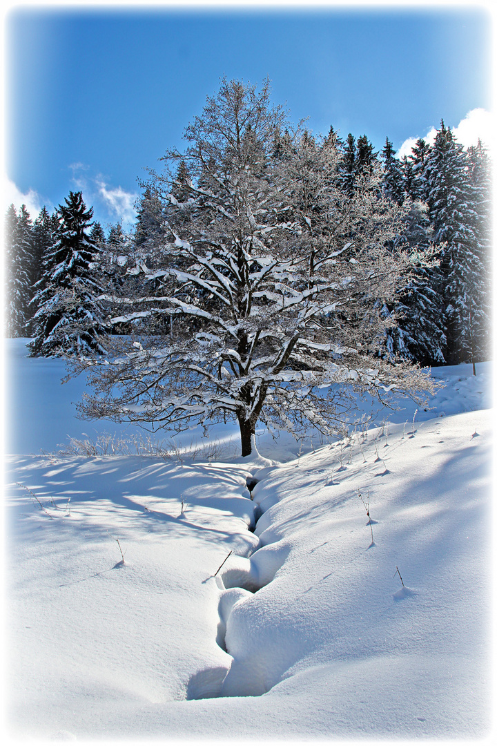 Winter im Schwarzwald V