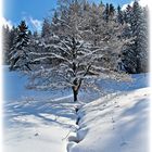 Winter im Schwarzwald V